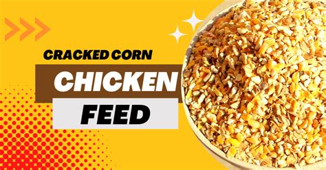 crack corn benefits|Cracked Corn For Chickens .